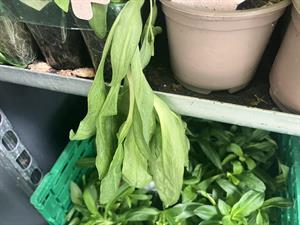 plant
